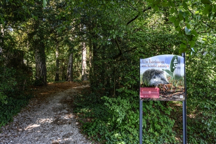 sentier en forêt avec panneau sur hérisson