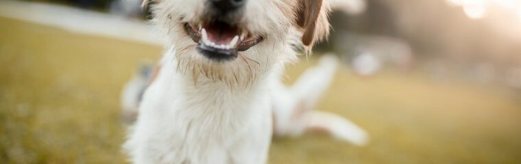 chien dans herbe