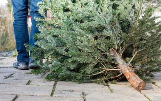 Déposer son sapin de Noël