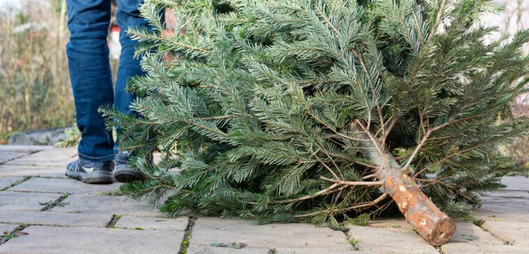 Déposer son sapin de Noël