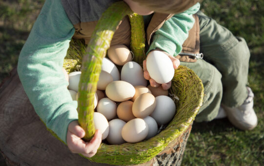 ENFANT AVEC DES OEUFS