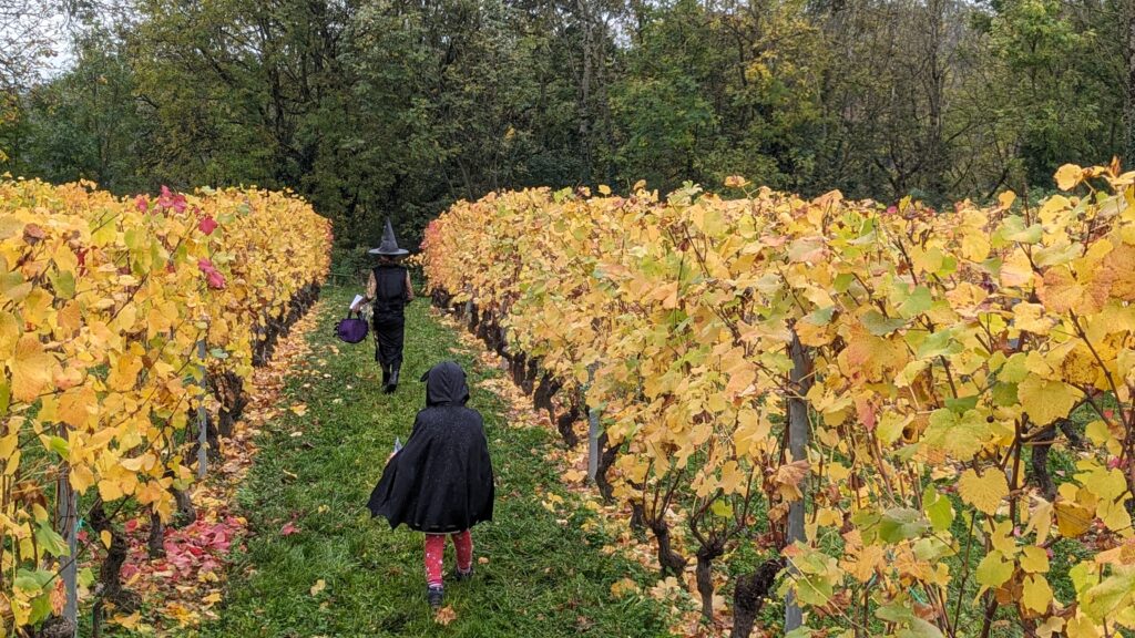 Chasse aux bonbons dans les vignes